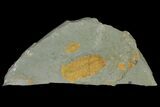 Protolenus Trilobite Molt With Pos/Neg - Tinjdad, Morocco #141880-2